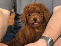 KORE TOY POODLE YAVRULAR