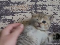 British shorthair ve scottish fold yavrular