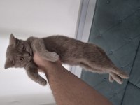 3 aylık british shorthair