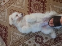 Yuva arıyoruz maltese