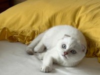 Yavru scottish fold kedimize yuva arıyoruz