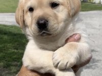 Golden Retriever İçin Ulaşın