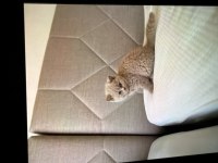 British Shorthair Erkek Köpeğimiz