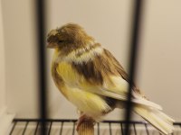 TOPLU GLOSTER TAKIMLAR VASIFLI KUŞLAR