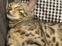 11-12 Aylık Sağlıklı Bengal Kedisi