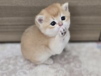 Safkan mükemmel golden british shorthair yavrular