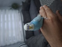Yavru Muhabbet Kuşları