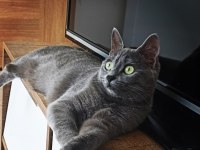 15 Aylık Dişi British Shorthair İsmi Lena