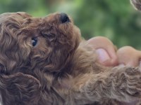 Teacup poodle aileden sahiplendirilecek baba kore