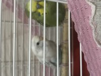 damızlık yavru alınmış takım muhabbet kuşu