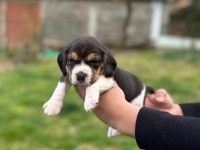 Safkan beagle yavrular