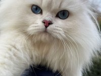 Trabzonda 50 günlük çok güzel british shorthair