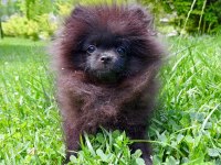 ÇOK UYGUNA ORJİNAL POMERANİAN