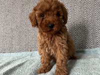 Minik pati poodle