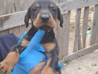 ORJİNAL BLUE VE EUROPE DOBERMAN