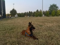 3 AYLIK DİŞİ BELÇİKA MALİNOİS