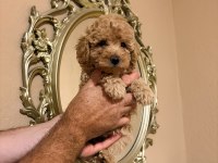 MINIK POODLE KURABIYELER