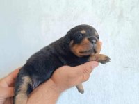 Orjinal rottweiler yavruları rezervede