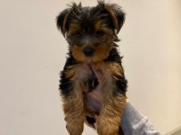 2 aylık yavru yorkshire terrier