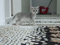 Golden british shorthair ay25