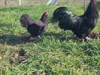 Alman australorp