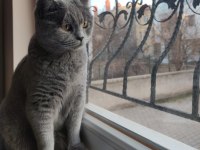 Tatlı british shorthair kızımıza yuva arıyoruz