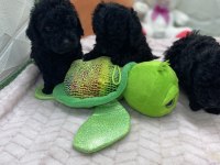 2 aylık siyah inci poodle bebekler