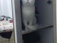 9 Aylık british shorthair Kızım Mia ya Yuva Arıyoruz