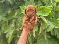 Irk Garantili Safkan Toy Poodle Yavrum