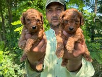 Toy poodle yavrularımız bir birinden güzel