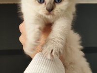 Scottish fold yavrular