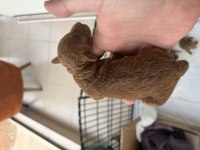 Dişi Erkek Toy Poodle Yavrularımız