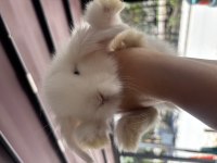 Teddy lop tavşanı