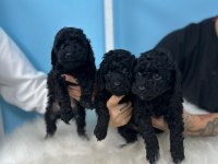 Siyah Toy Poodle Yavrular