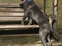 6 aylık anne baba şecereli dişi cane corso