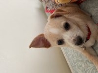 3 Aylık Erkek Deer Head Chihuahua