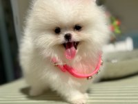 Üst Düzey Kalitede Beyaz Pomeranian Dişi Yavru