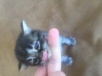 Scottish fold kırık kulak