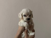 yavru maltese terrierler