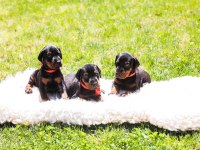 Asil Doberman yavrularım