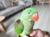 2,5 Aylık Bebek Alexander Papağanı Ele Alışkın