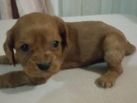 MİNYATÜR COCKER YAVRULARI TUVALET EĞİYİMİ BAŞLANDI