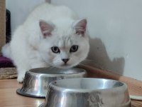6 aylık erkek çipli british shorthair