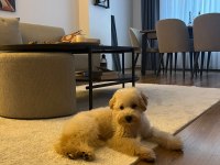 Maltipoo yavrumuza yeni yuva