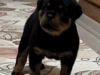 Grand Türkiye Şampiyonu yavruları A şecereli Rottweiler