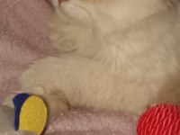 Orijinal ırk saf kan british longhair erkek