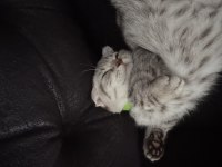 Scottish fold Luna kız için yuva arıyoruz