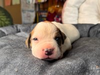 Güç sevenlere american bulldog yavrularımız