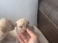 MALTİPOO BEBEKLER