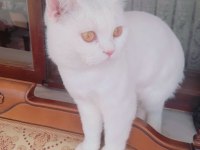 8 aylık erkek british longhair